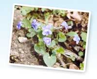 state flower