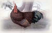 rhode island state flower and bird