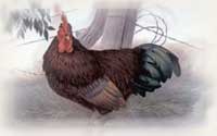 rhode island red