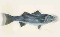 state fish